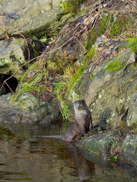 Eurasian Otter (Lutra lutra) during winter Bavarian Forest National Park Germany-Bavaria